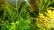 Pflanzen im Aquarium Becken 10639