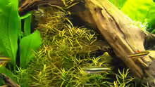 Pflanzen im Aquarium Becken 10738