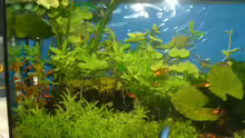 Pflanzen im Aquarium Becken 10757