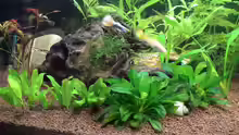 Pflanzen im Aquarium Becken 1090