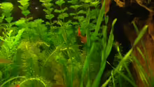 Pflanzen im Aquarium Becken 11021
