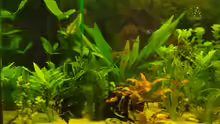 Pflanzen im Aquarium Becken 11021
