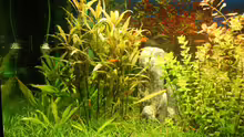 Pflanzen im Aquarium Becken 11042