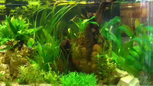 Pflanzen im Aquarium Becken 11159