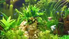 Pflanzen im Aquarium Becken 11159