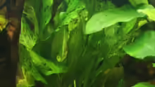 Pflanzen im Aquarium Becken 11170