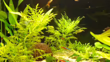 Pflanzen im Aquarium Becken 11180