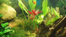 Pflanzen im Aquarium Becken 11189