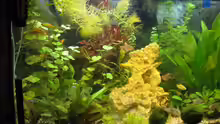 Pflanzen im Aquarium Becken 11306
