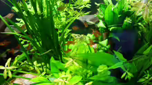 Pflanzen im Aquarium Becken 11336