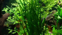 Pflanzen im Aquarium Becken 11336