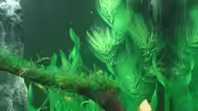 Pflanzen im Aquarium Becken 11461