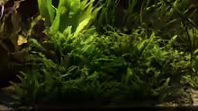 Pflanzen im Aquarium Becken 11617