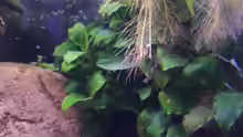 Pflanzen im Aquarium Becken 11632