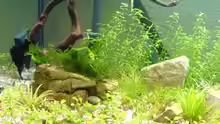 Pflanzen im Aquarium Becken 11905