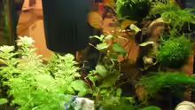 Pflanzen im Aquarium Becken 12024