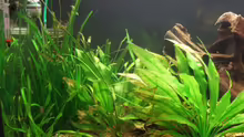 Pflanzen im Aquarium Becken 12239