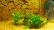 Pflanzen im Aquarium Becken 12280