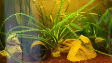 Pflanzen im Aquarium Becken 12376