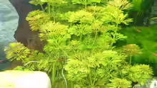 Pflanzen im Aquarium Becken 12427