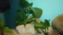 Pflanzen im Aquarium Becken 12518
