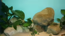 Pflanzen im Aquarium Becken 12518