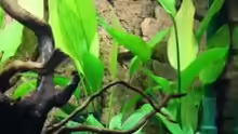 Pflanzen im Aquarium Becken 12555