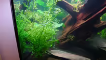 Pflanzen im Aquarium Becken 12899