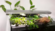 Pflanzen im Aquarium Becken 12899