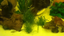 Pflanzen im Aquarium Becken 12959