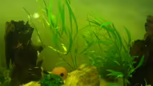 Pflanzen im Aquarium Becken 12959