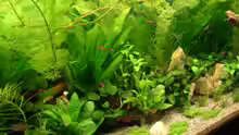Pflanzen im Aquarium Becken 13252