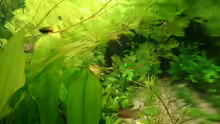 Pflanzen im Aquarium Becken 13252
