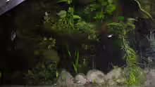 Pflanzen im Aquarium Becken 13562
