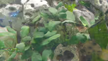 Pflanzen im Aquarium Becken 1388