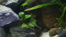 Pflanzen im Aquarium Becken 139