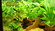 Pflanzen im Aquarium Becken 1401