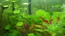 Pflanzen im Aquarium Becken 14481