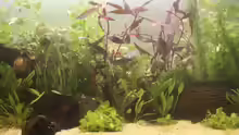 Pflanzen im Aquarium Becken 14698