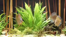 Pflanzen im Aquarium Becken 1485