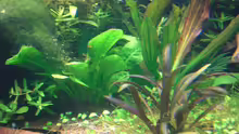 Pflanzen im Aquarium Becken 1507