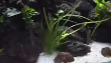 Pflanzen im Aquarium Becken 1534
