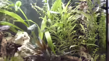 Pflanzen im Aquarium Becken 1553
