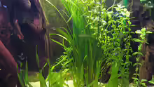 Pflanzen im Aquarium Becken 1581