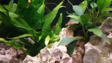 Pflanzen im Aquarium Becken 16030