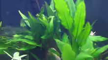Pflanzen im Aquarium Becken 1617