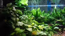 Pflanzen im Aquarium Becken 1619