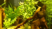 Pflanzen im Aquarium Becken 16650
