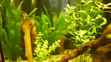 Pflanzen im Aquarium Becken 16650