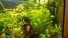 Pflanzen im Aquarium Becken 16650